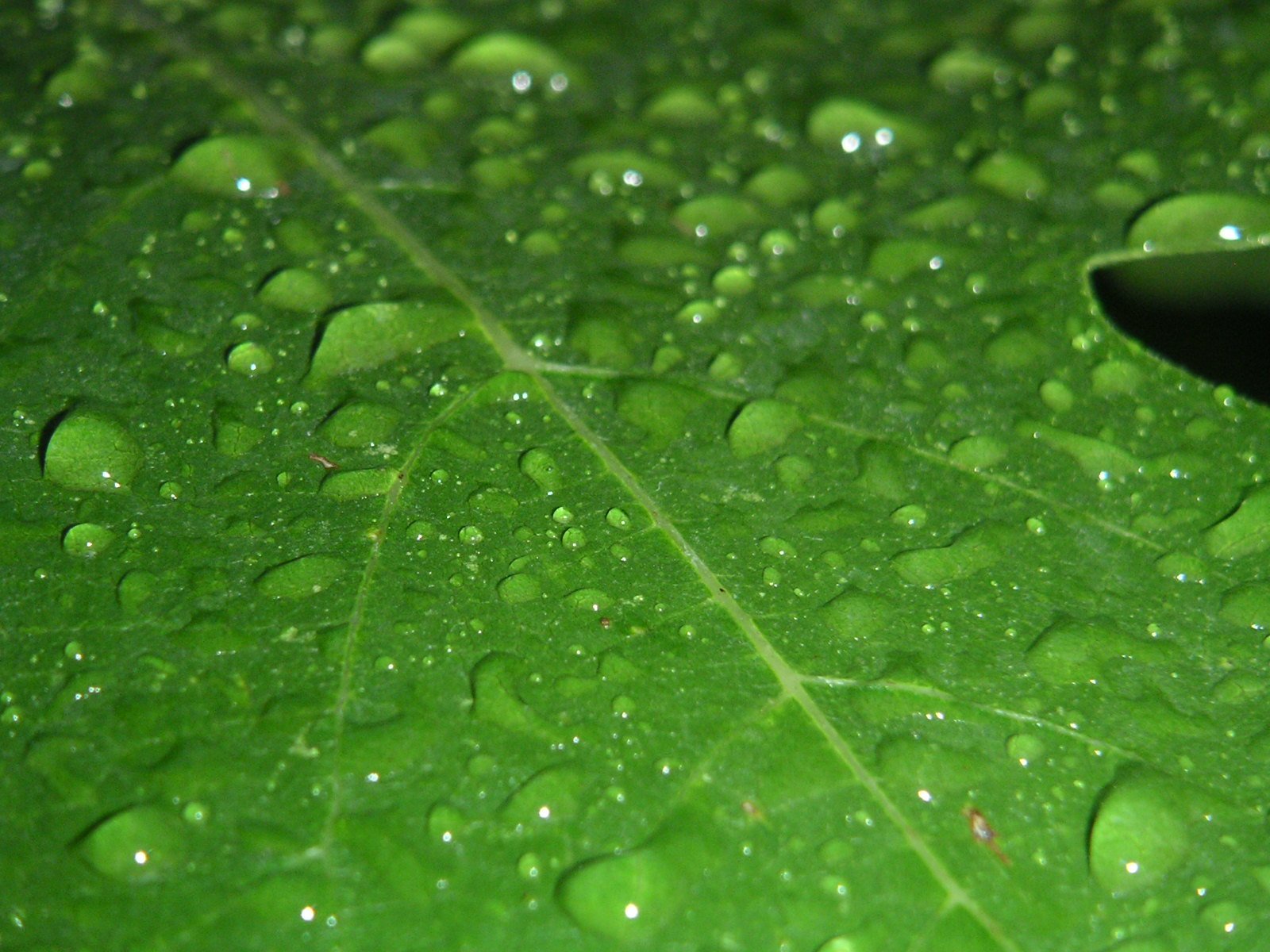 close up of the green leaf in the water drops