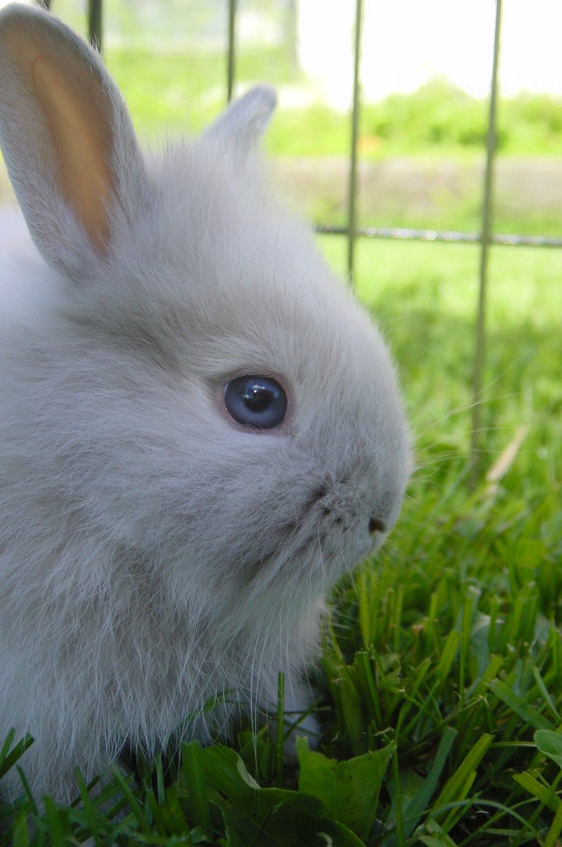 an adorable white bunny rabbit sitting in the grass