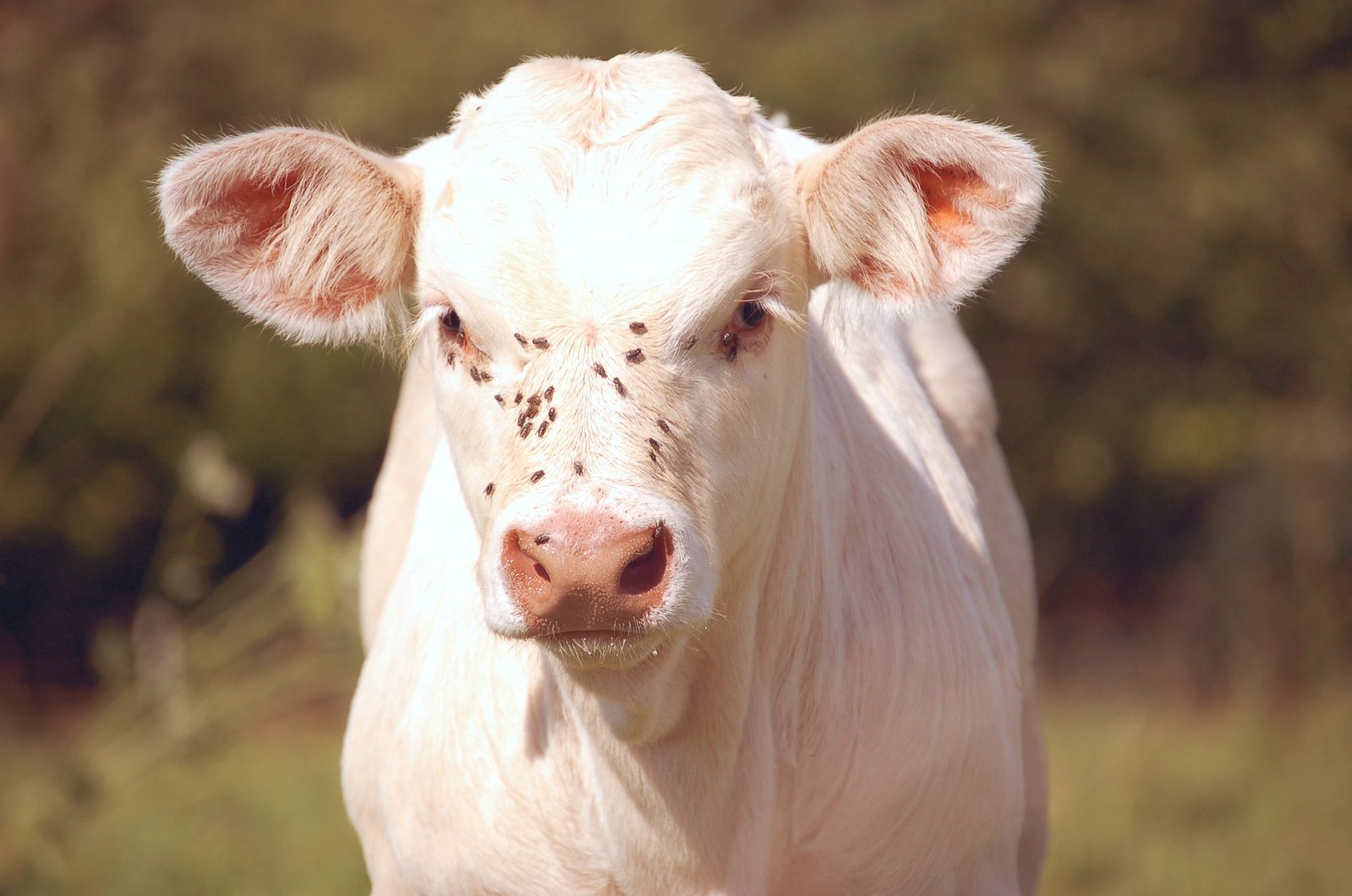 white calf looking at camera with trees in the background