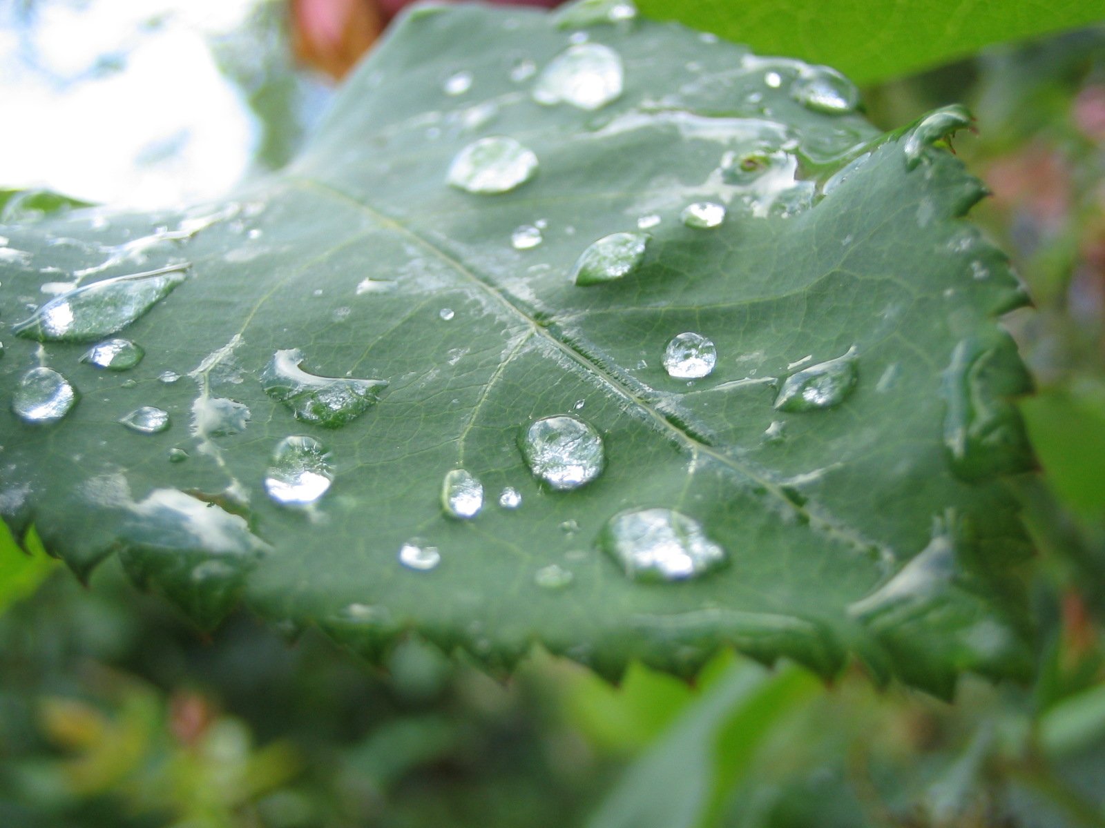the water is on the large leaf