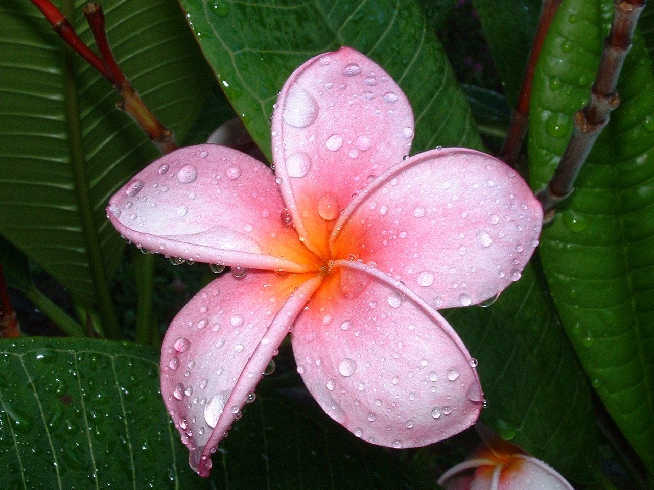 a pink flower with drops of water on it