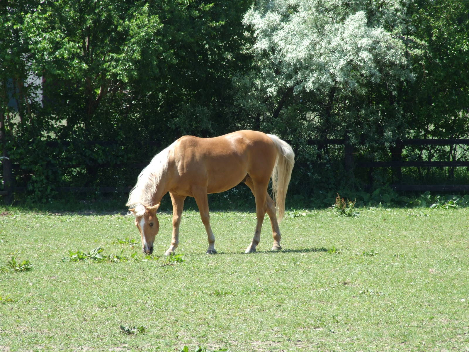 a horse eats grass in an enclosed grassy area