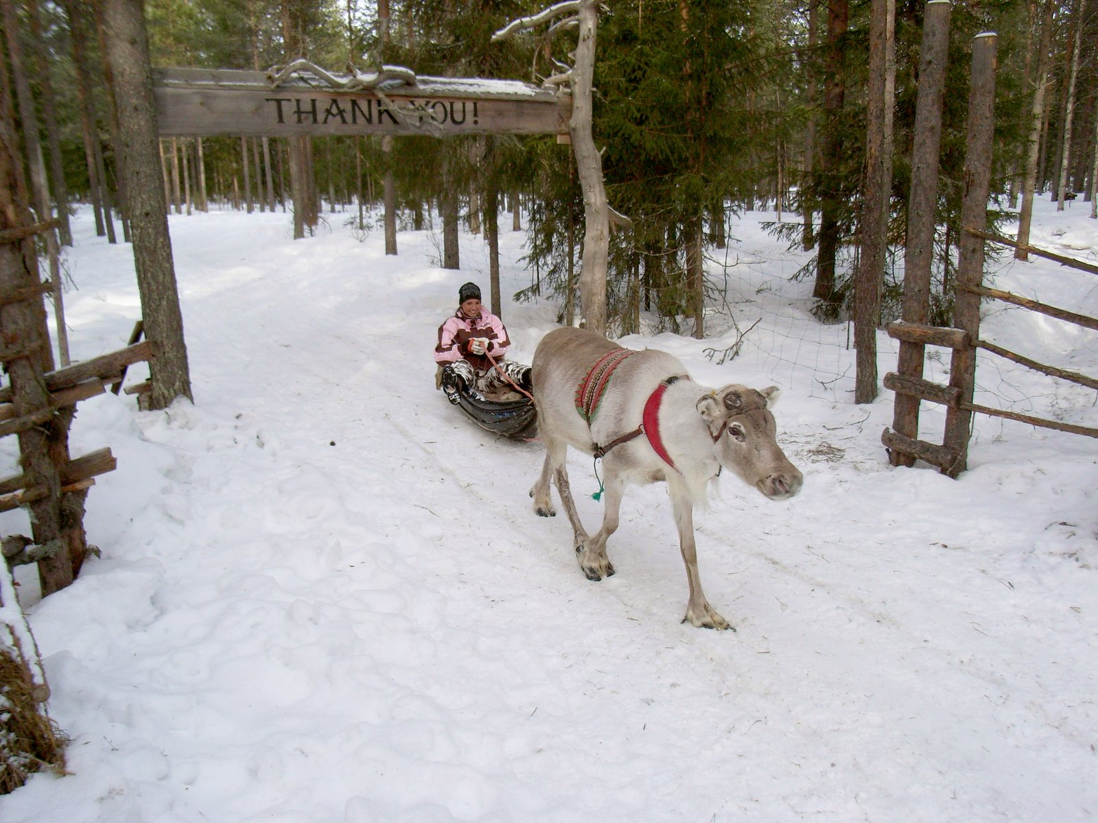 a child rides a sled pulled by a small donkey