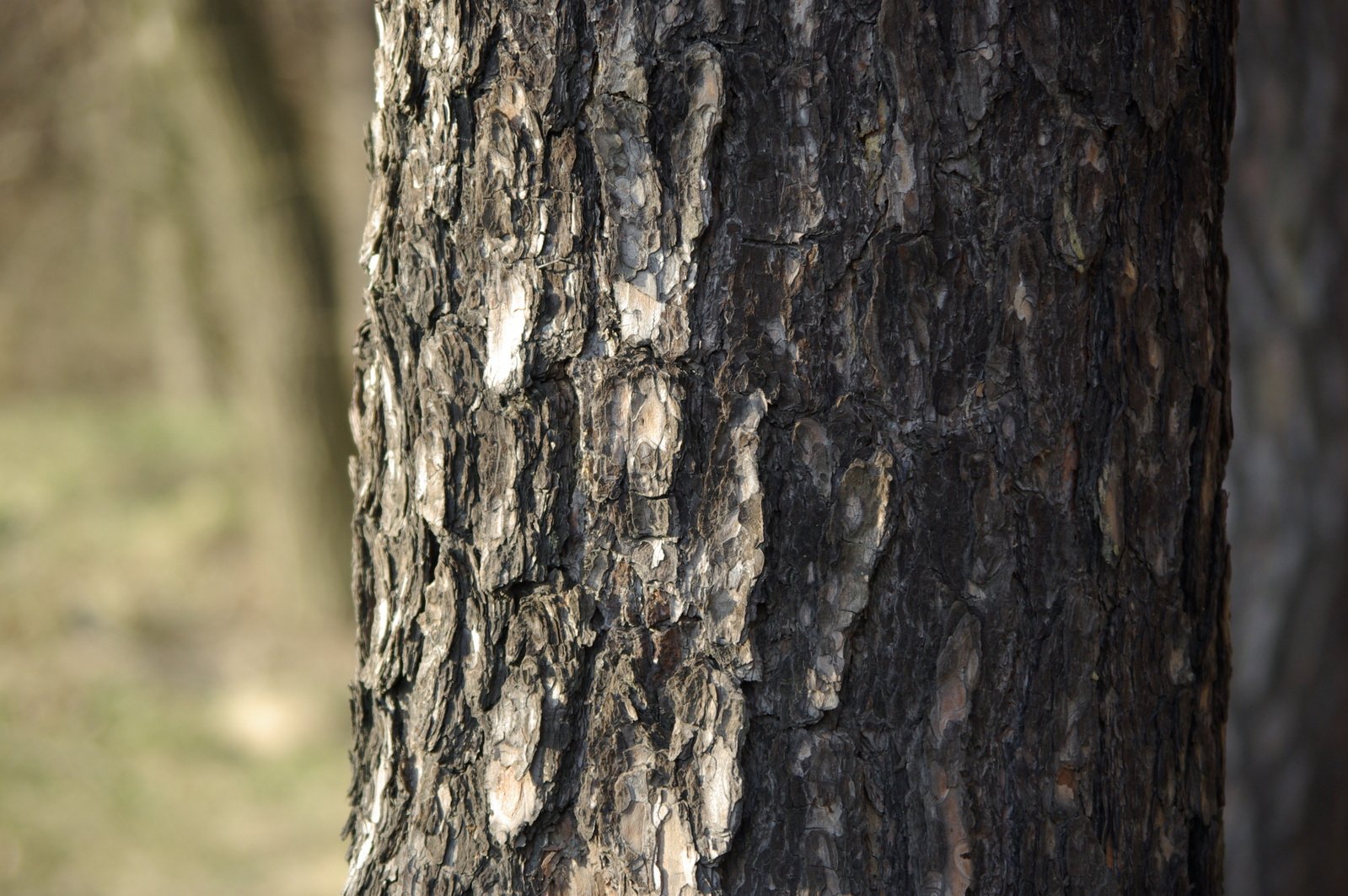 this is the bark of a tree that is brown