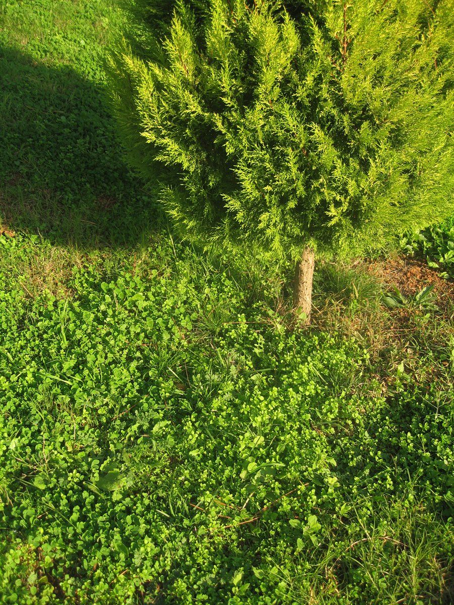 a tree surrounded by grass and trees