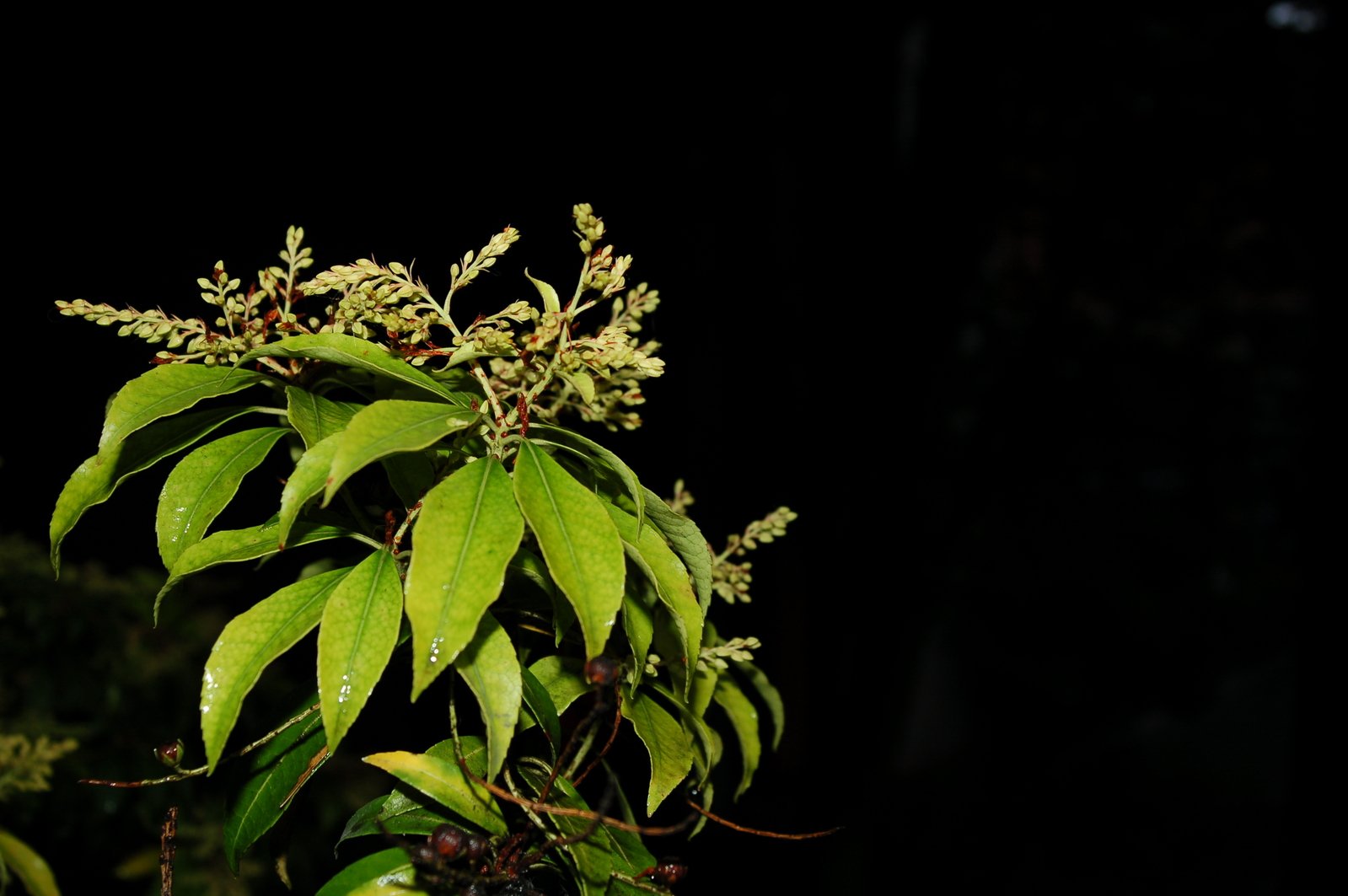 a tree with green leaves with some white flowers