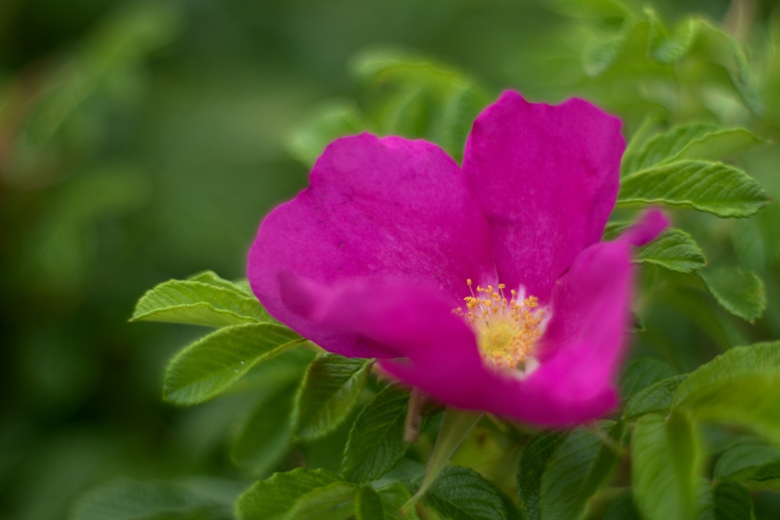 a pink flower with yellow center surrounded by green leaves