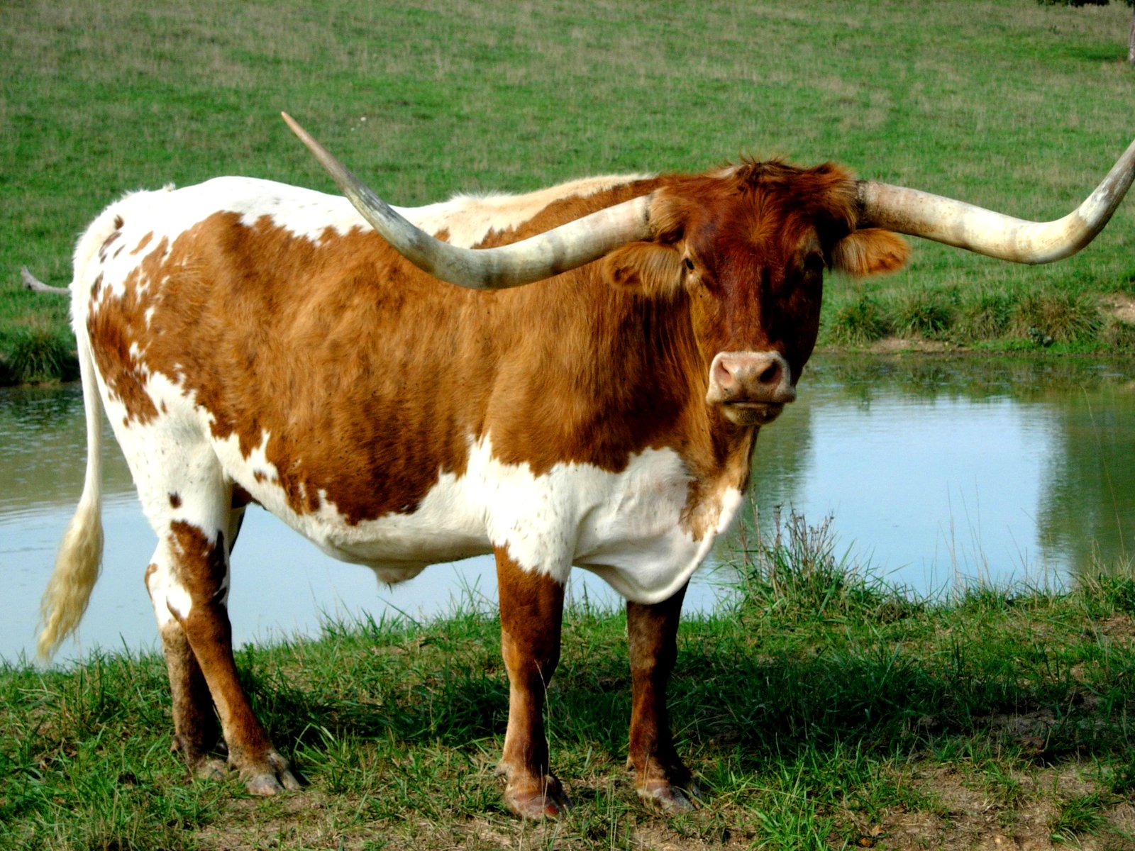 a brown and white cow standing in the grass next to water