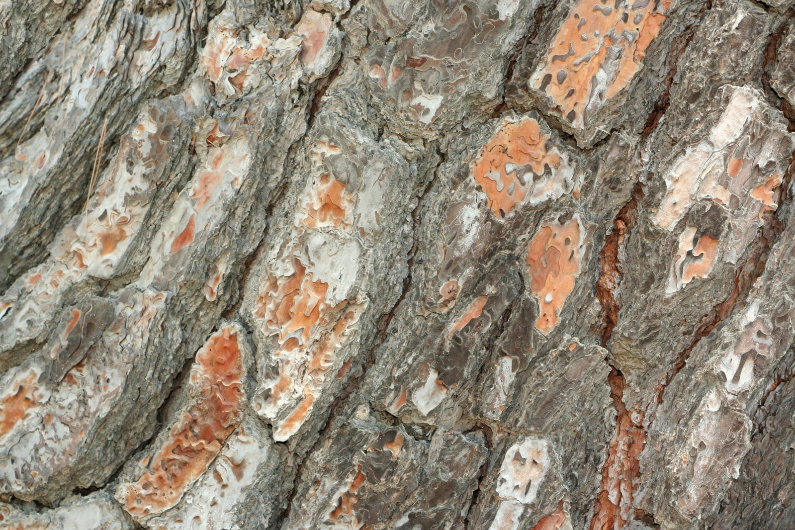 a group of brown and orange s that are in a tree