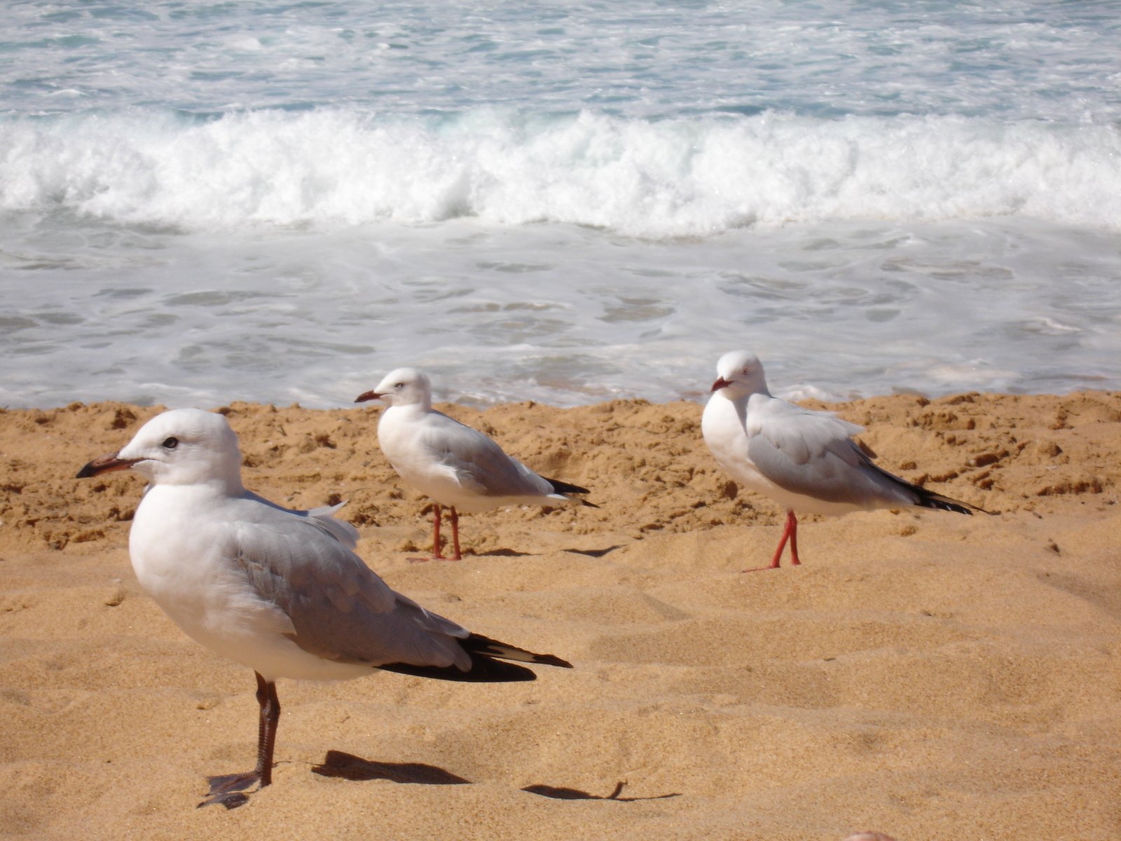 three seagulls standing in the sand near the ocean