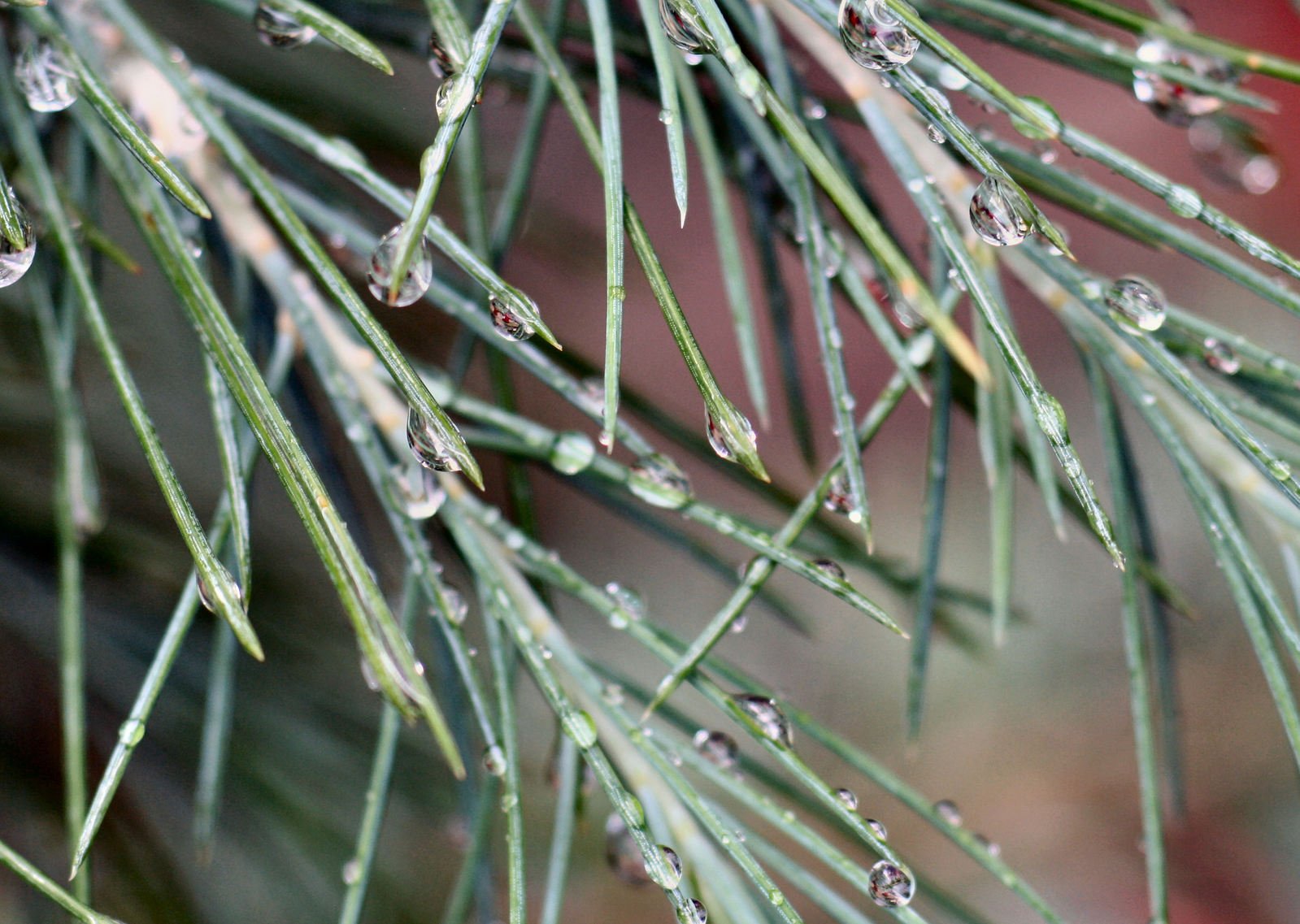 pine needles have water drops hanging from them