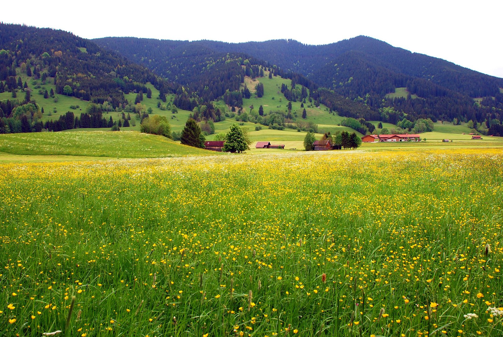 a green meadow covered in yellow flowers and trees