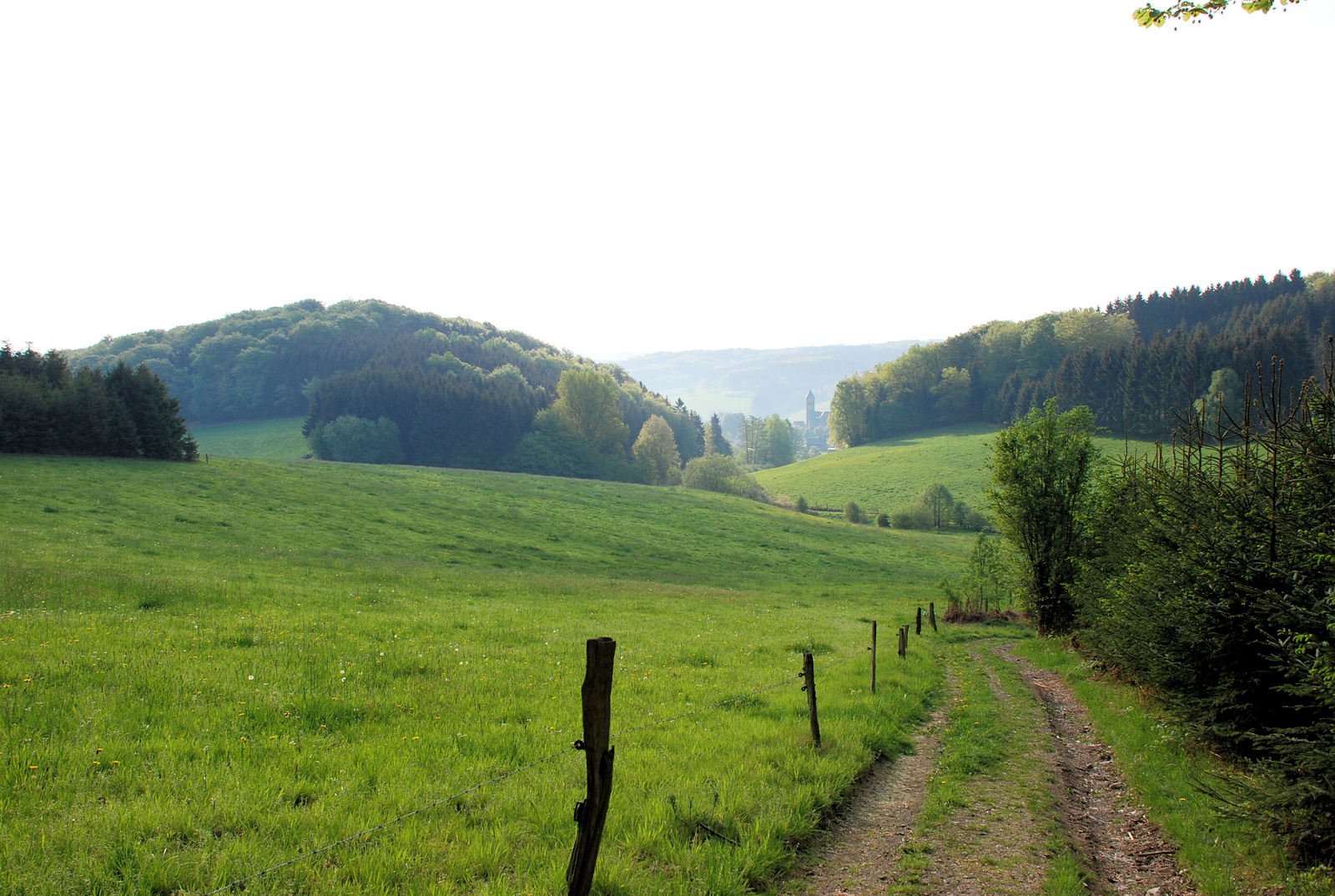 a country road on a green pasture with some trees