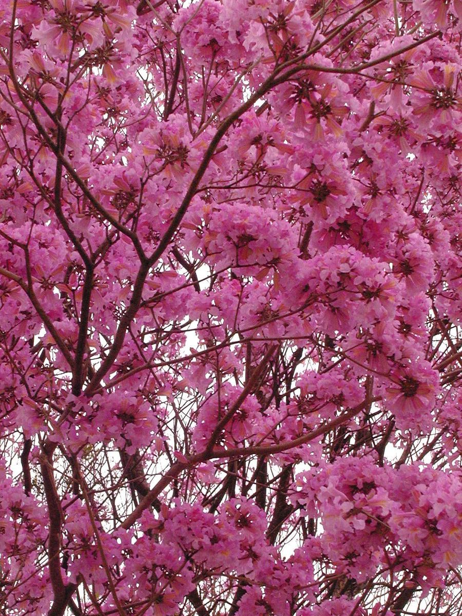 a tree in bloom is pink with lots of flowers