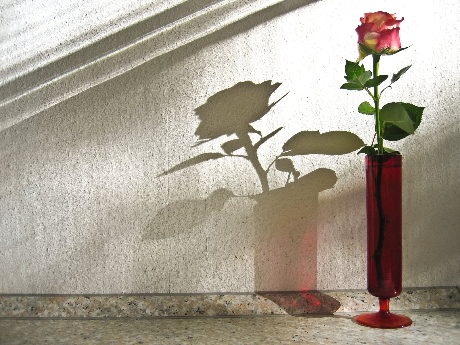 a rose is in a vase and casting a shadow on the wall