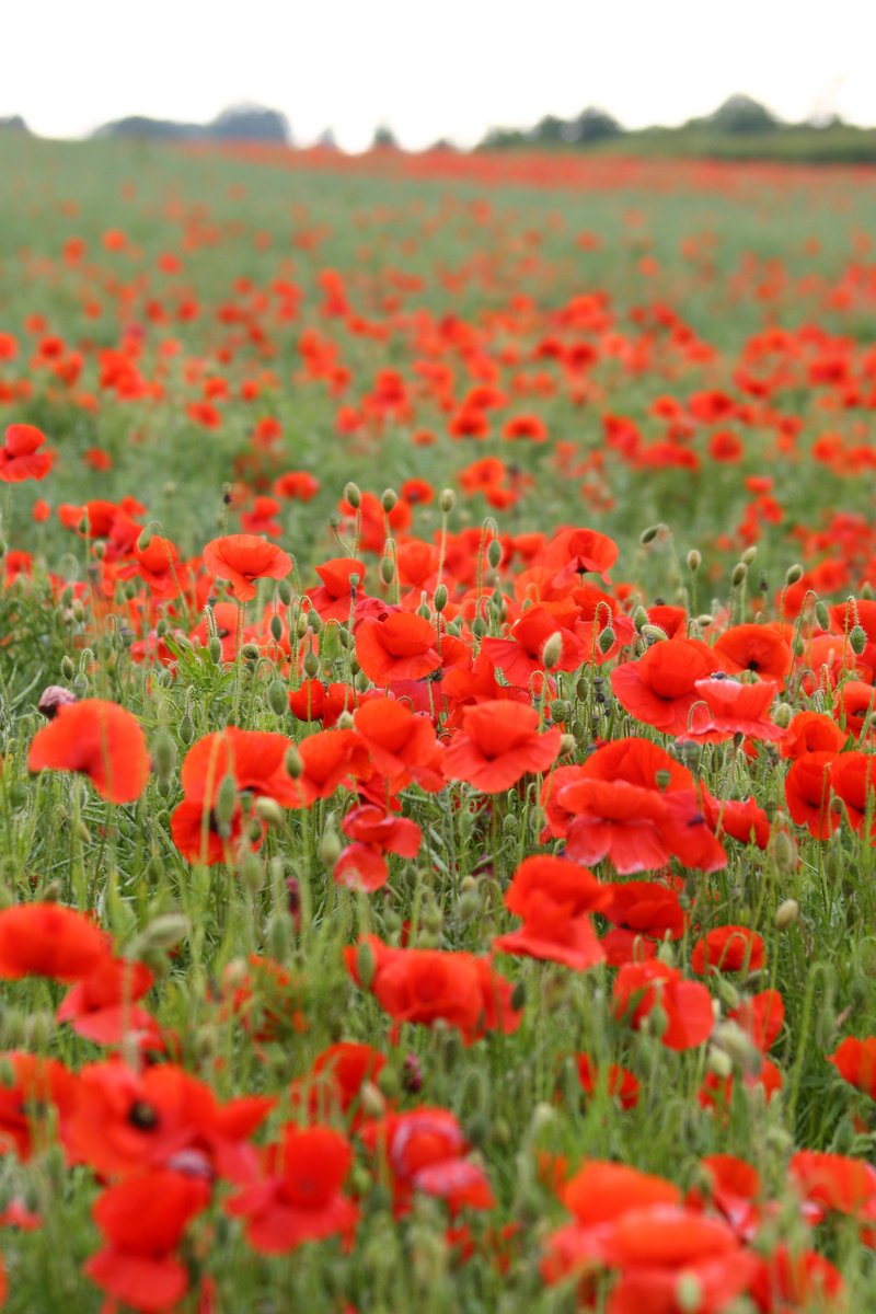 a field full of bright red flowers in a grassy field