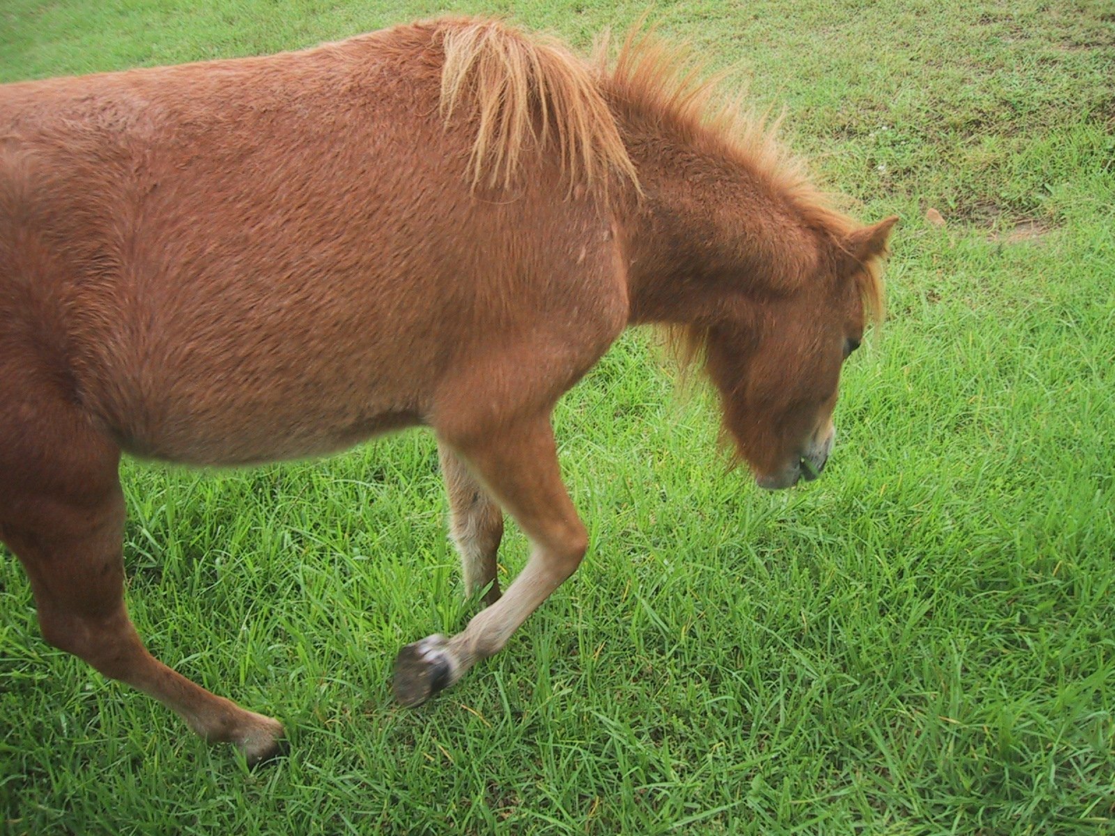 the pony is enjoying the fresh green grass