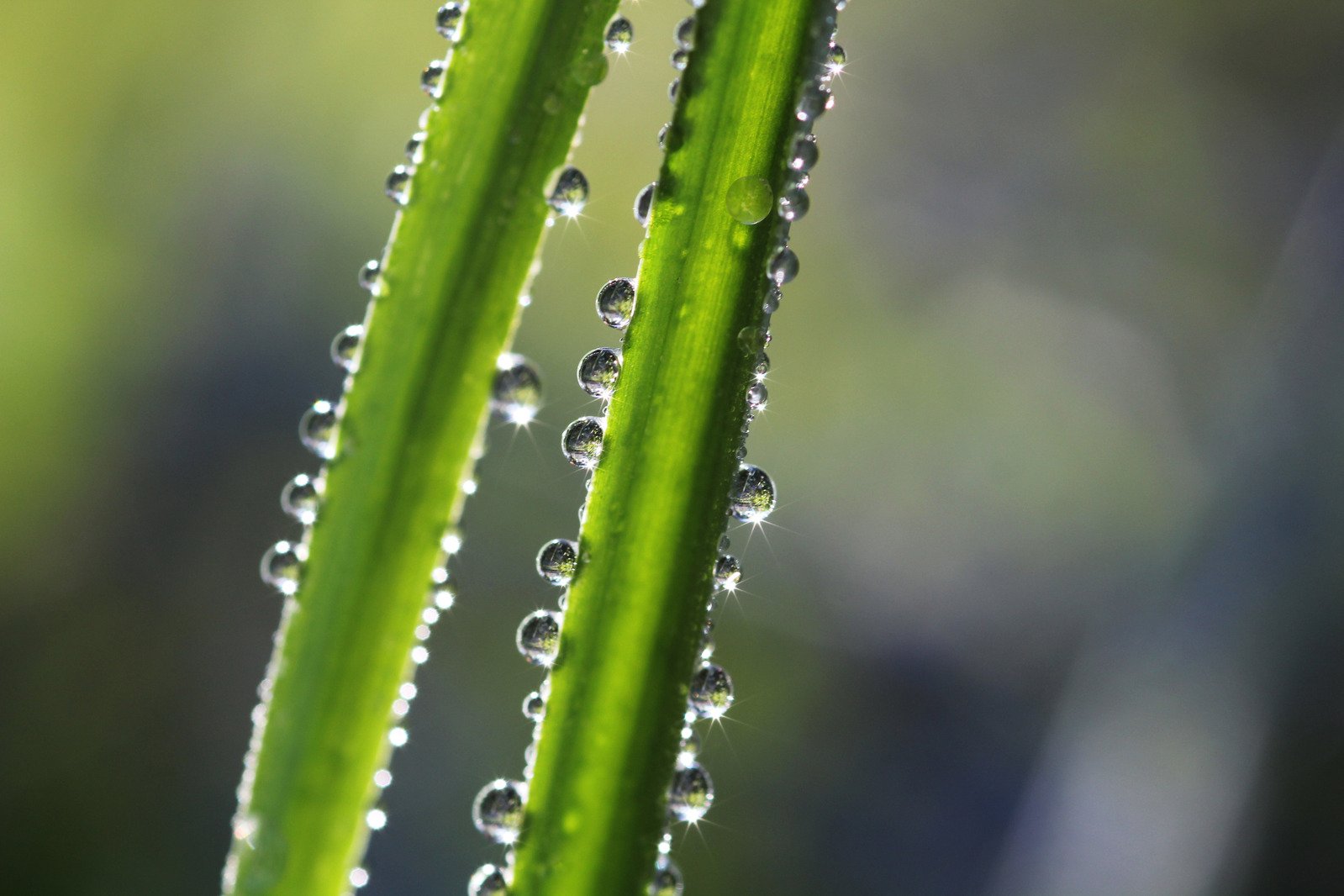 droplets of water on the leaves of a plant