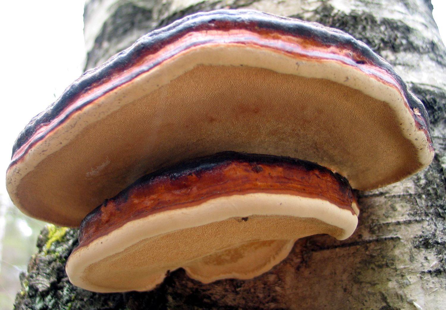 a picture of a mushroom that is on a tree