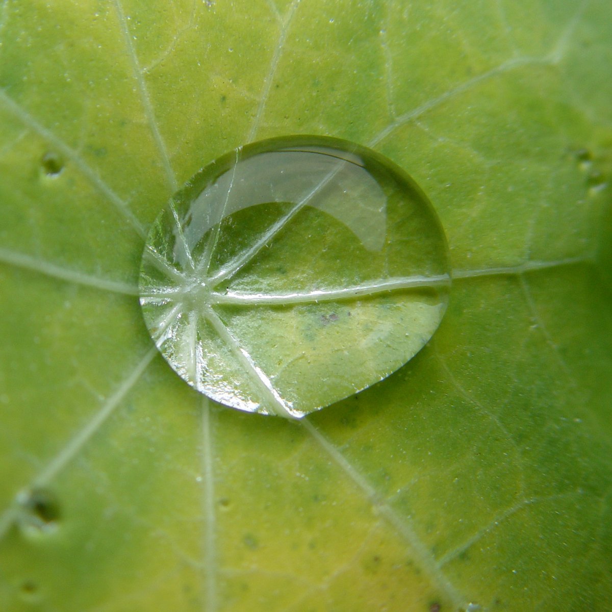 a dew droplet is reflecting its face on a green leaf