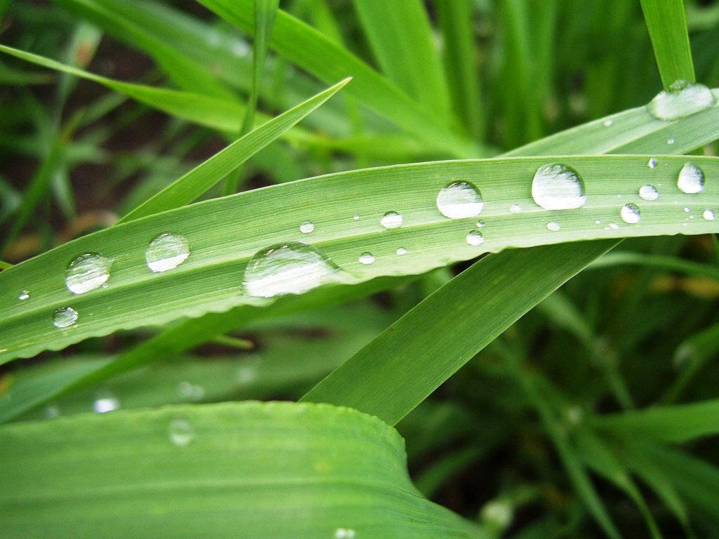 drops of rain sit on a leaf in the grass