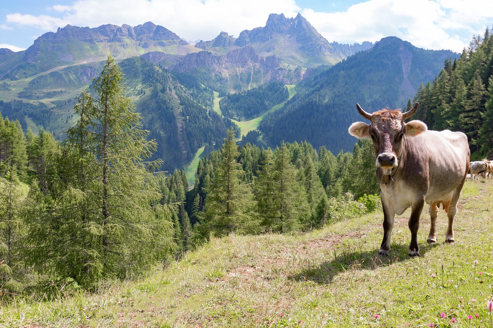 a cow stands on a hill near some pine trees