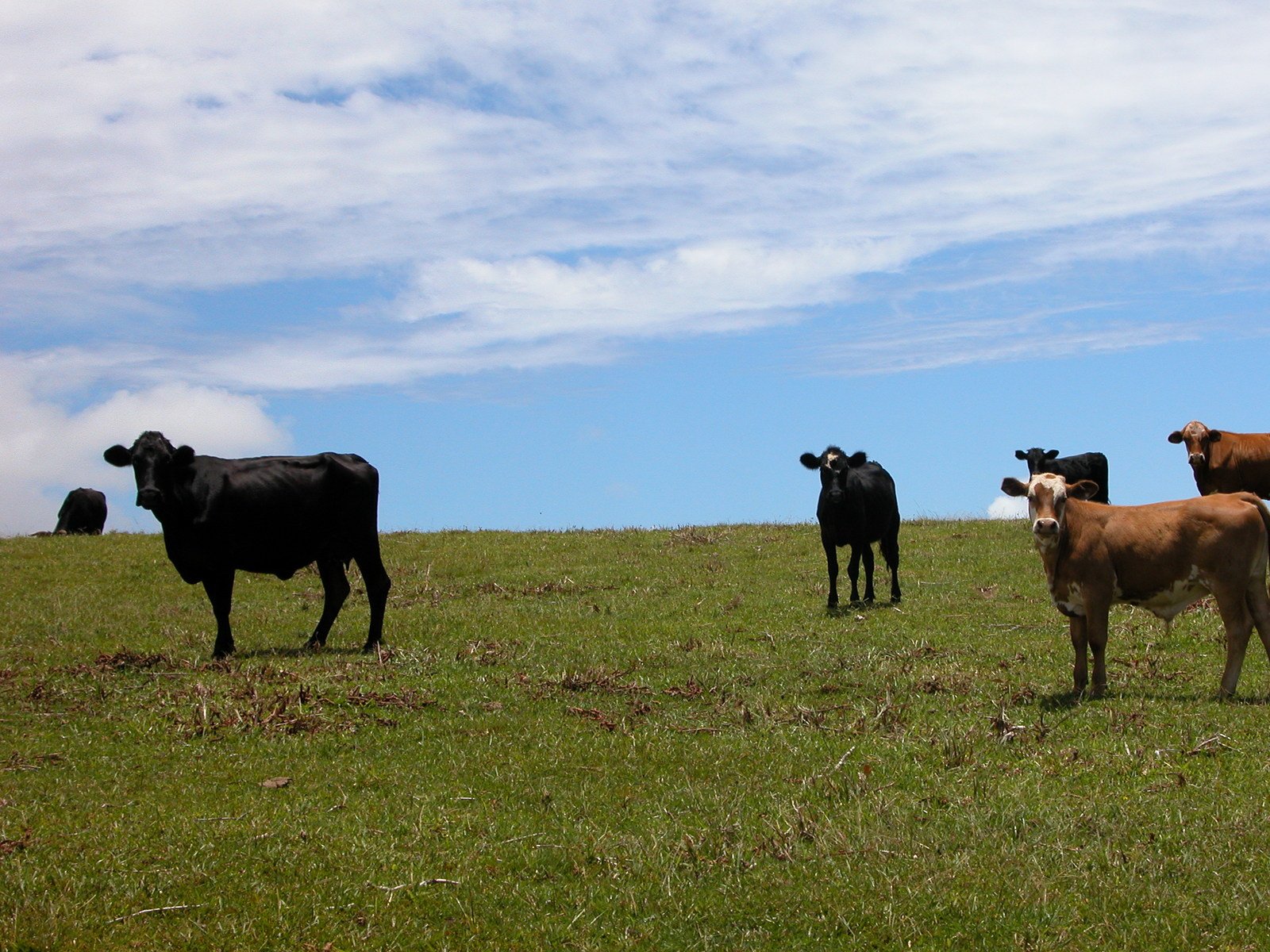 four cows are standing on a hill looking at the camera