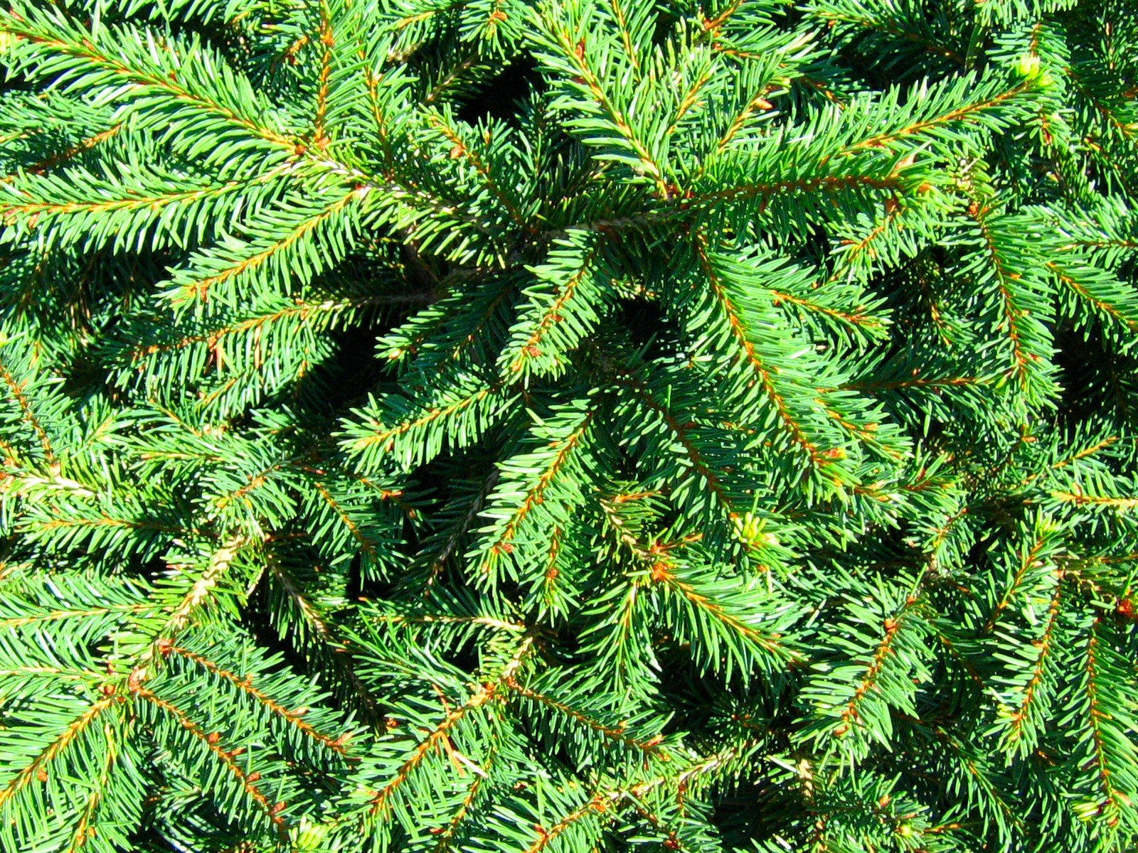 a view of a pine tree with needles