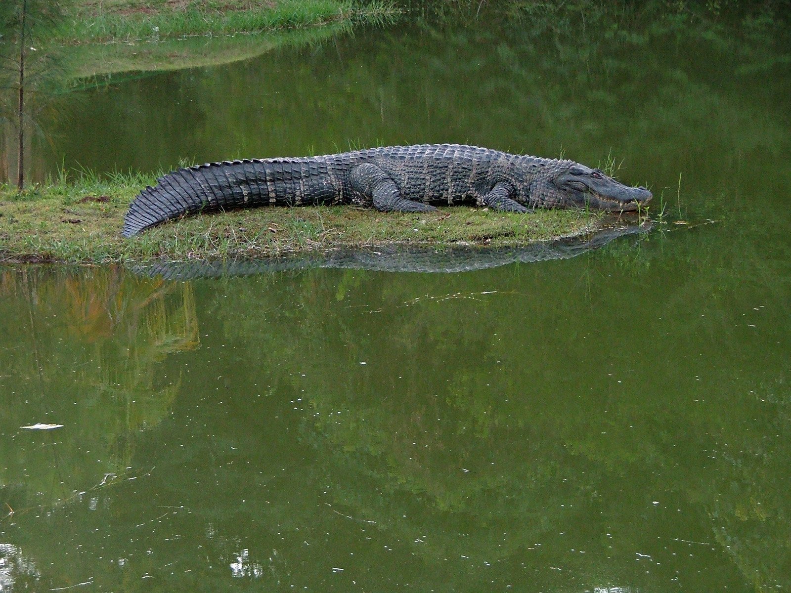 large alligator resting on the edge of a pond