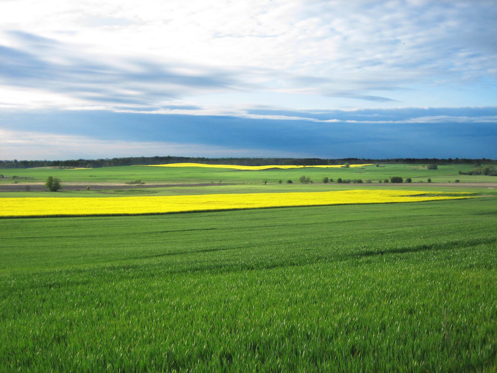 yellow field with clouds overhead in a wide open country