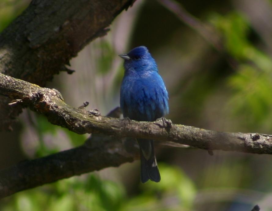 blue bird sitting on the nch of a tree