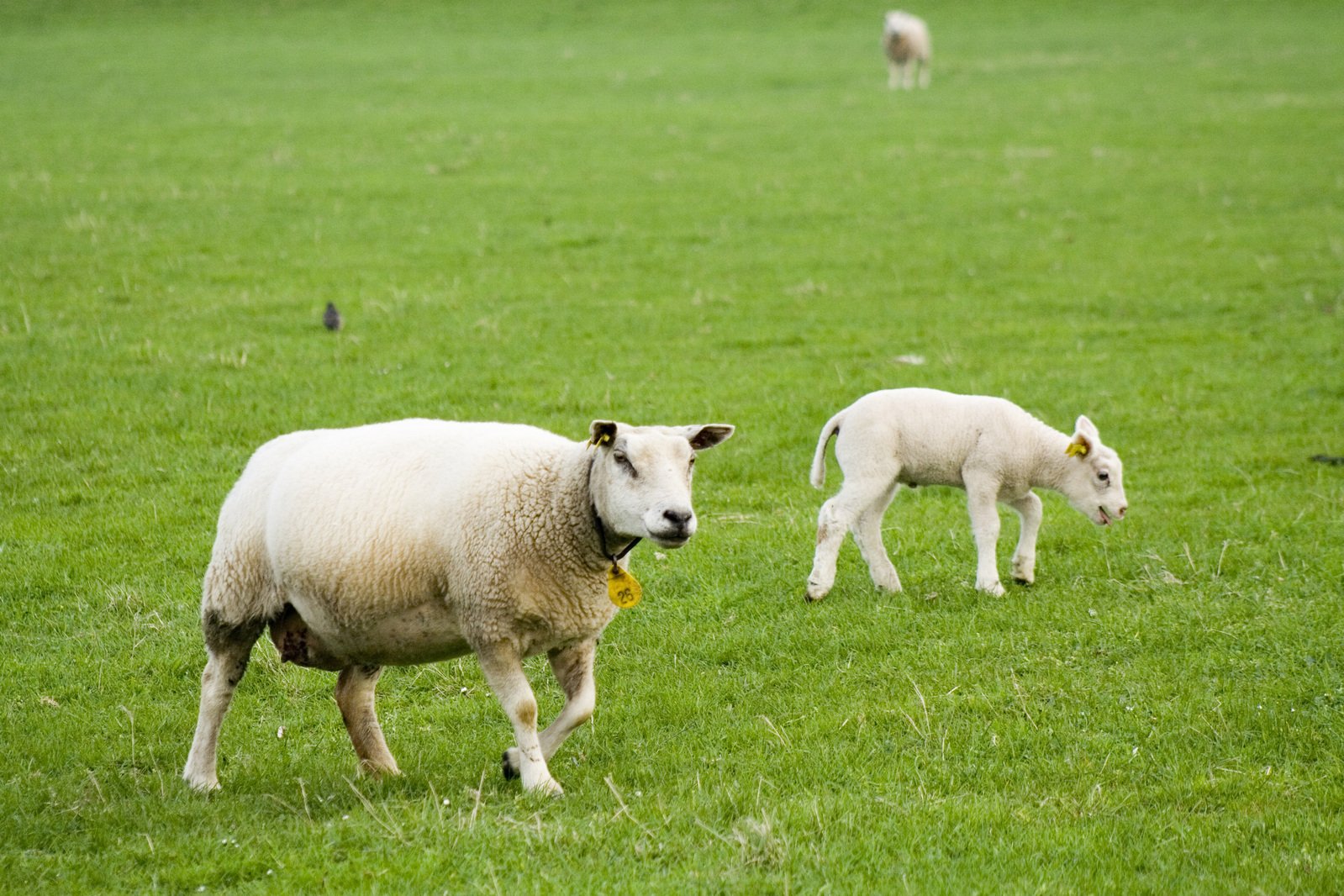 two lambs are grazing in the green grass