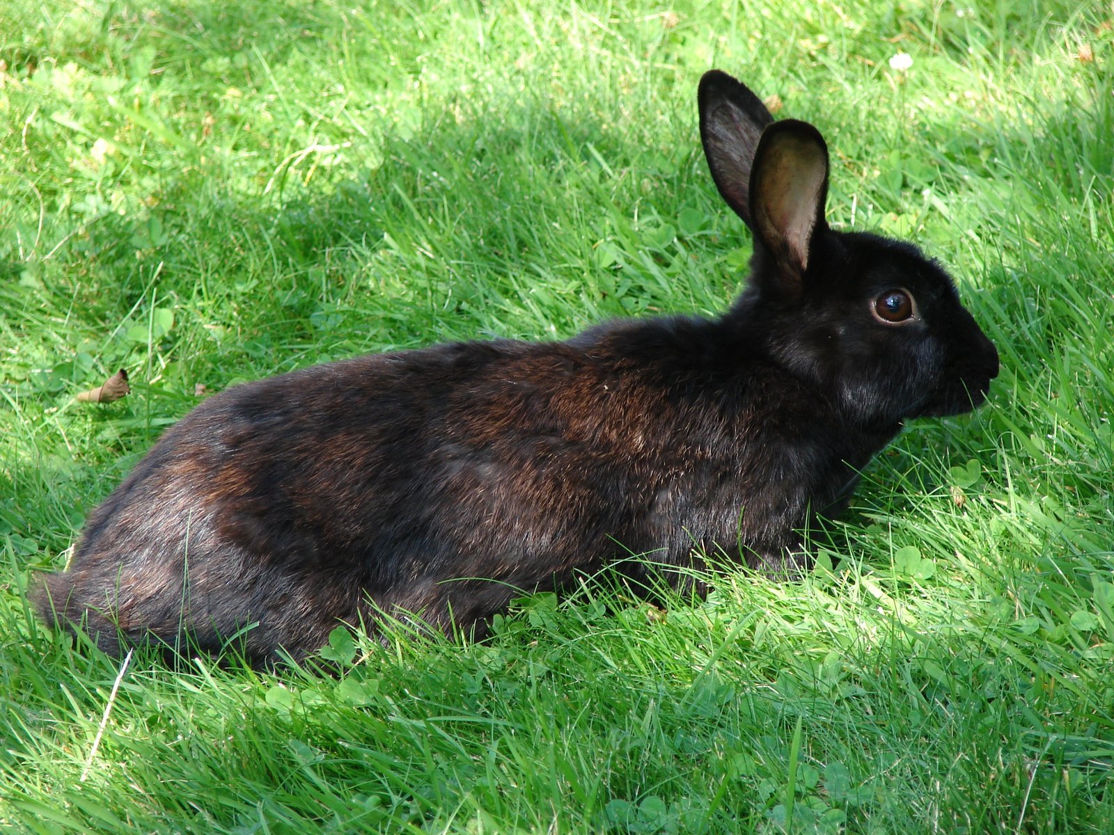 a brown rabbit in the grass staring intently