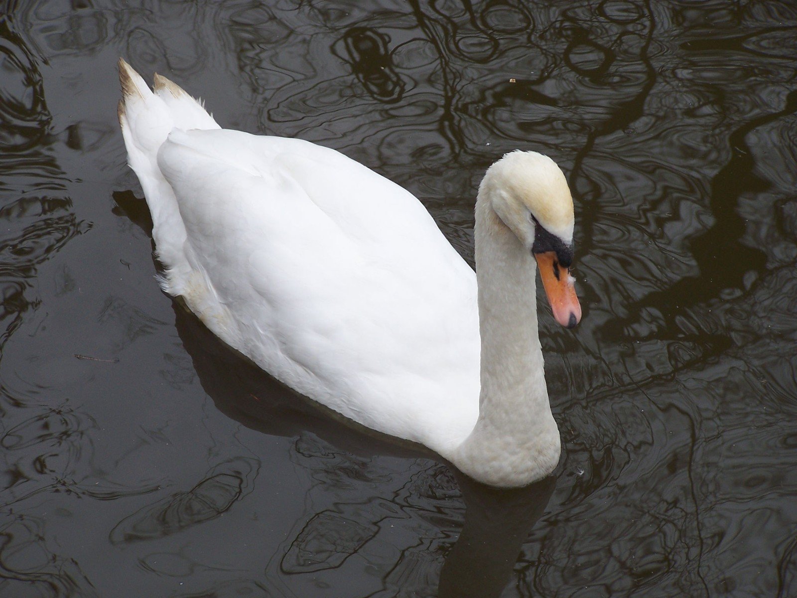 a white swan swimming in some dark water