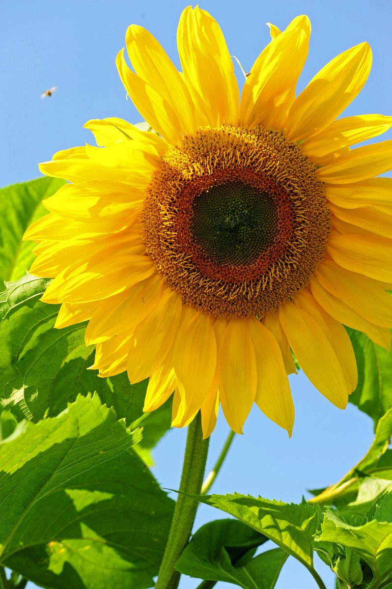 a close up of the center of a sunflower