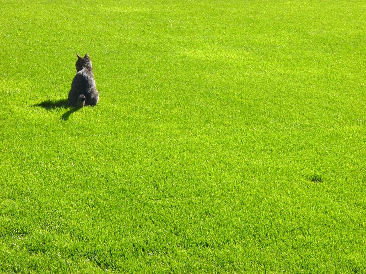 small dog on a grassy area looking up