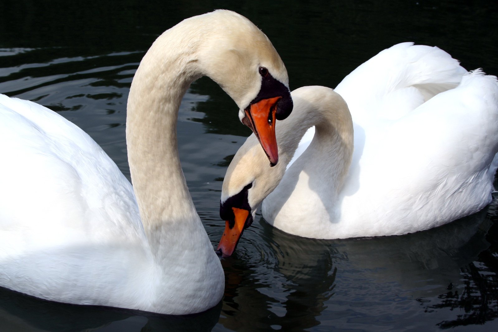 two white swans with orange beaks swim in the water