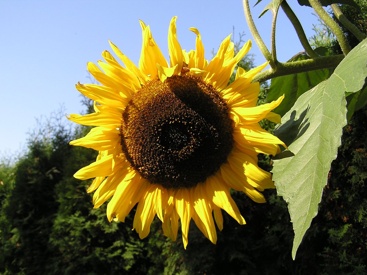an almost empty sunflower is shown with some sun light shining on it