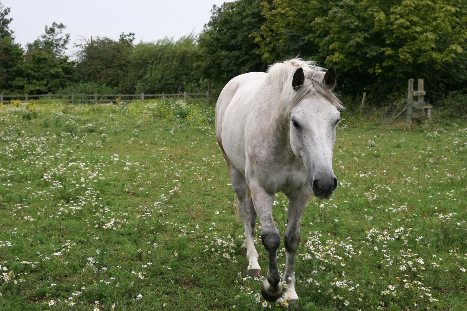 a white horse standing in a grassy field
