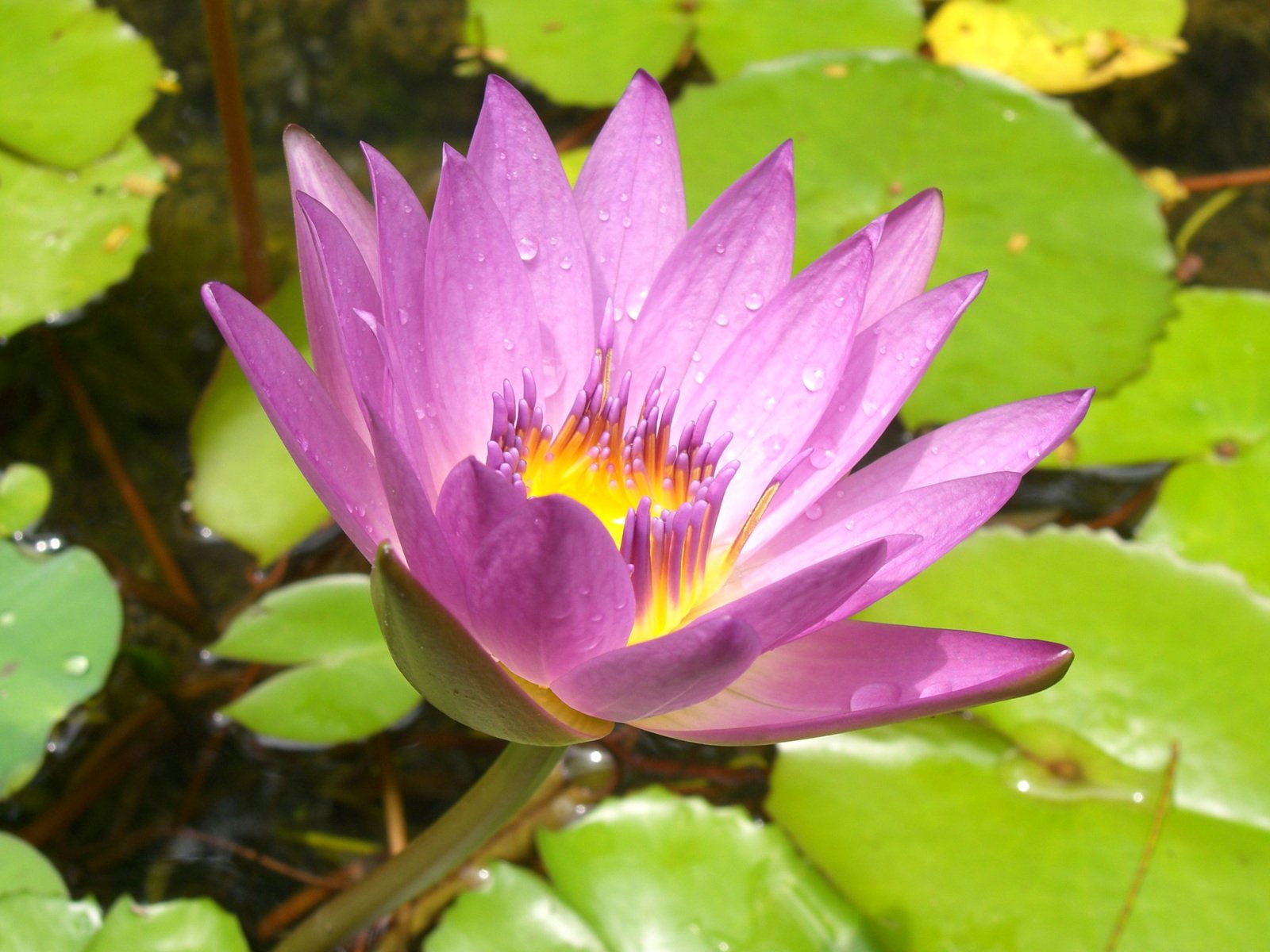 a purple waterlily with green leaves around it