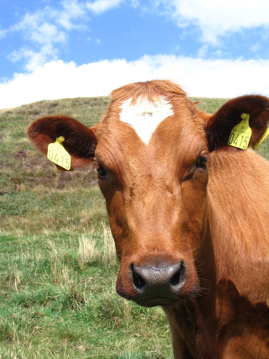 there is a cow that is looking at the camera