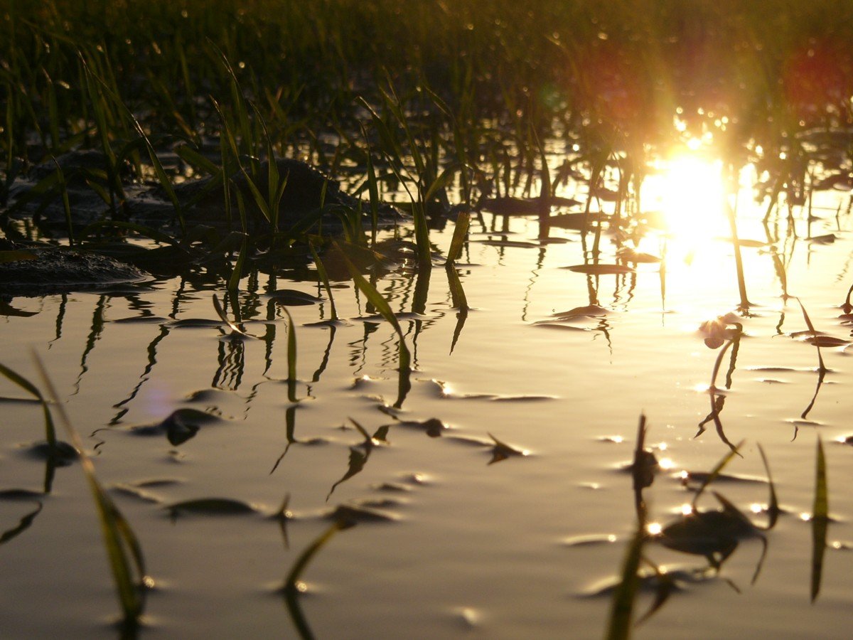 the sun shining behind some water plants in the swamp