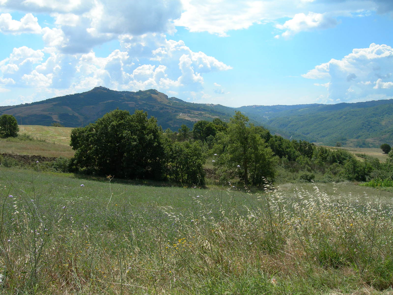 there is a field with mountains in the distance