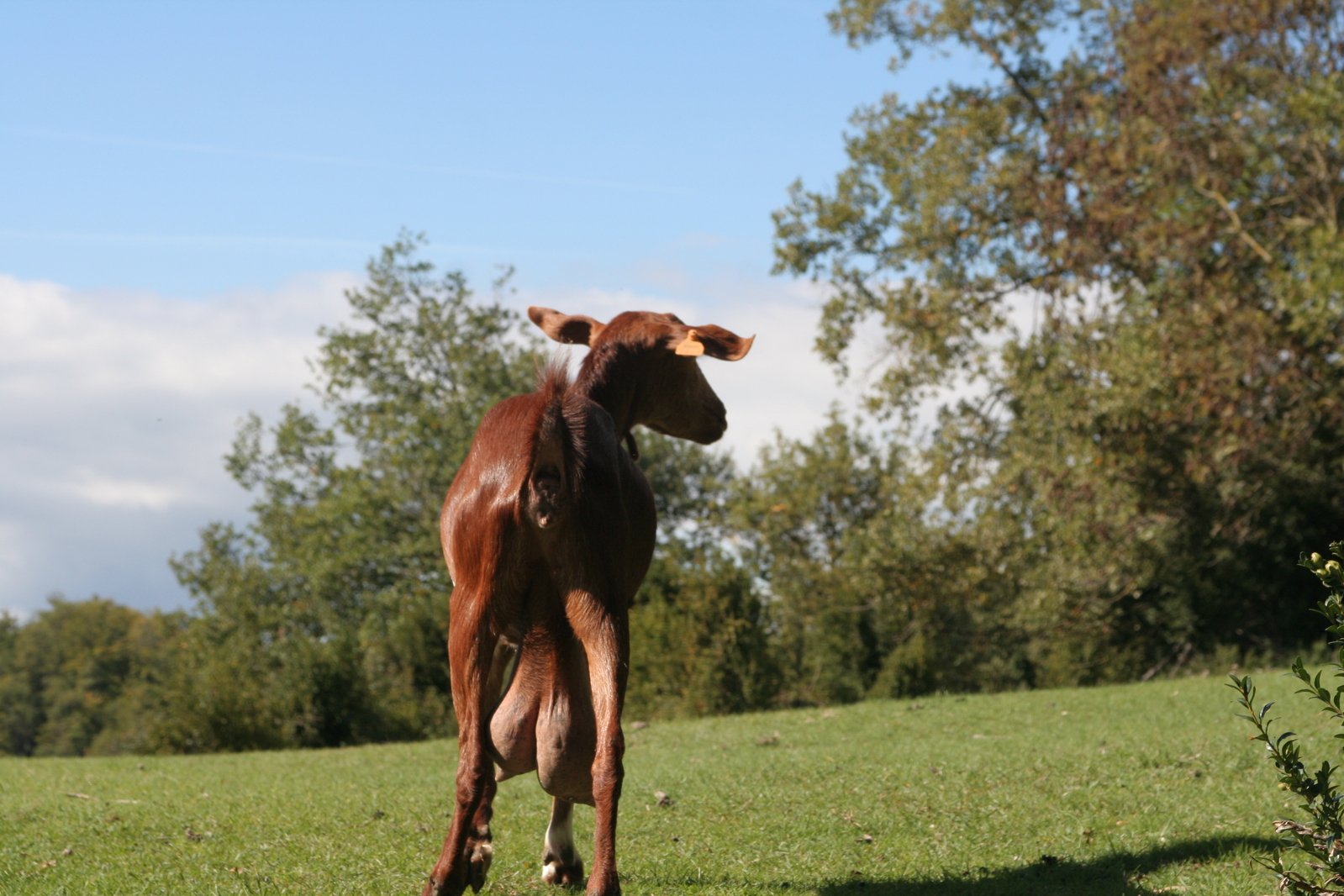 a baby calf standing on top of a grass covered field