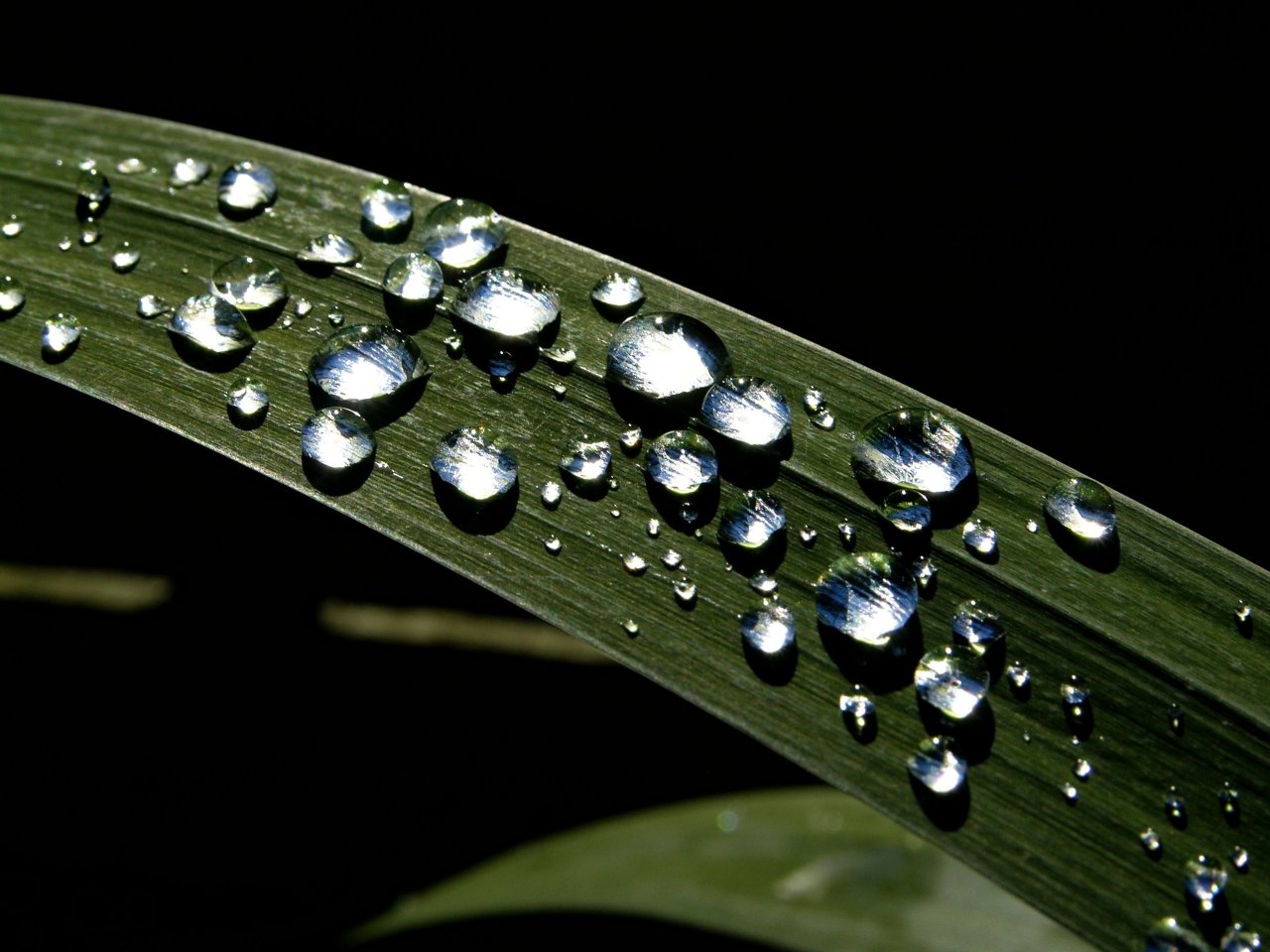 closeup of a green leaf with drops of water