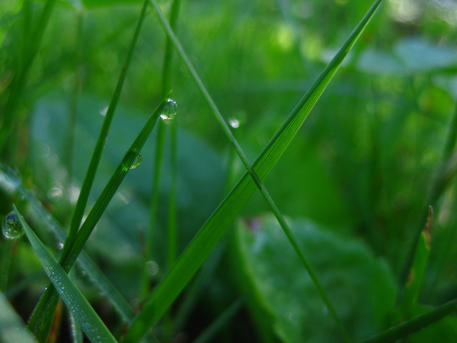 drops of rain on grass with blurry leaves