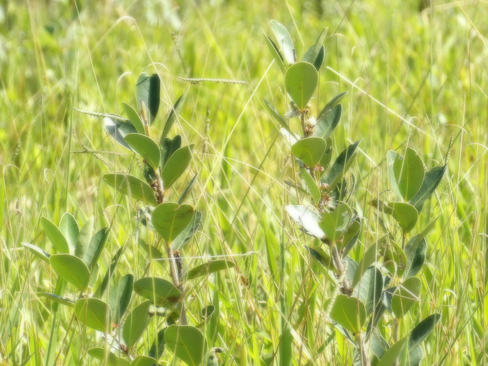 a couple of green plants that are in the grass