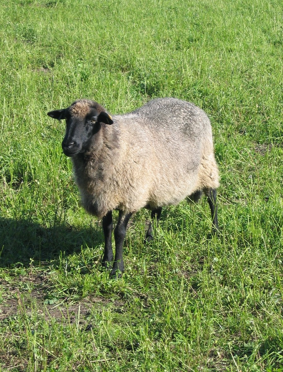 a sheep in a field looks over his shoulder