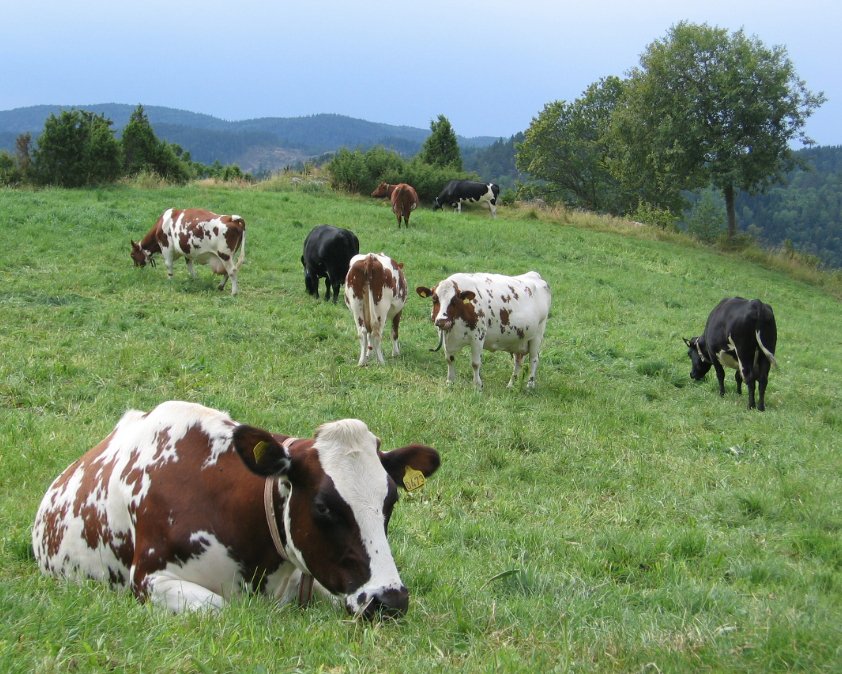 brown and white cows grazing in a field