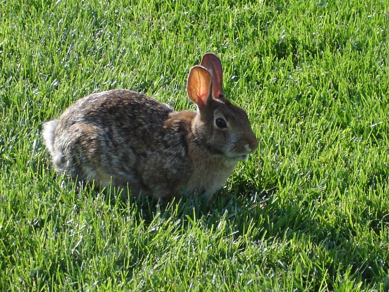 the bunny rabbit is sitting in a green field